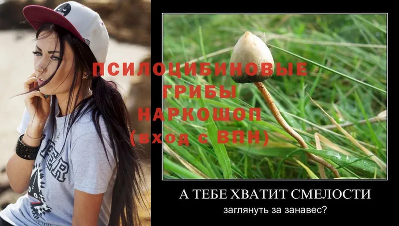 Псилоцибиновые грибы Psilocybine cubensis  даркнет сайт  Куса 